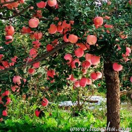 〖创富书库〗货源大全之农用物资(种苗、饲料、农药、化肥等)